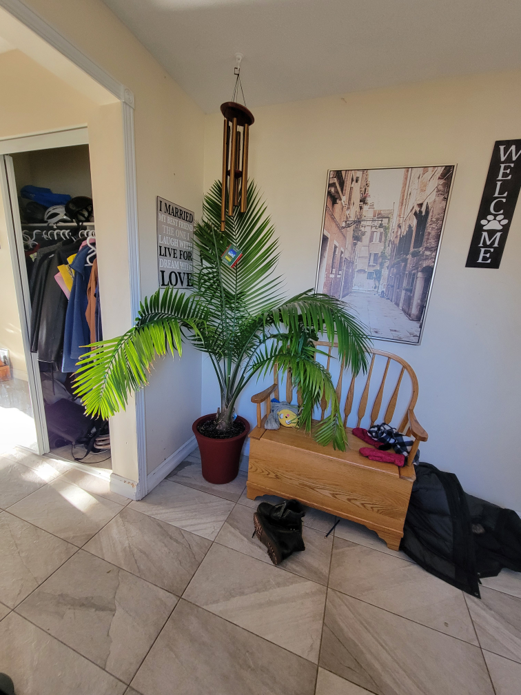 SOLD !!!!Large House Plants - 5 Plants