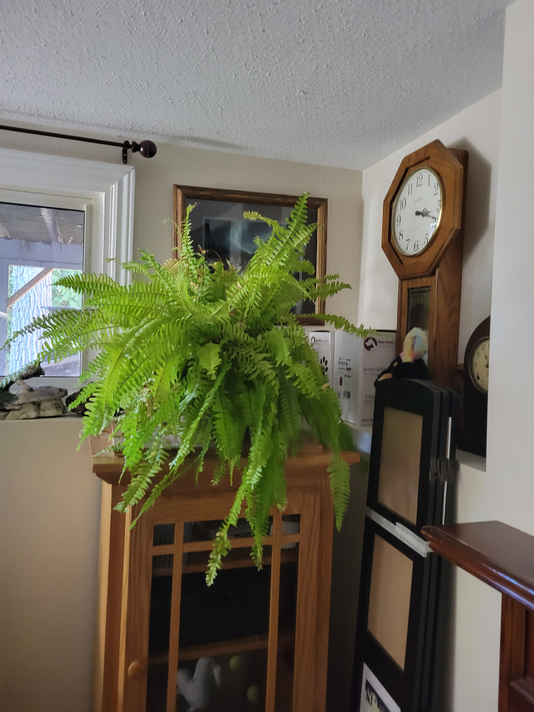 SOLD !!!!Large House Plants - 5 Plants - photo 4