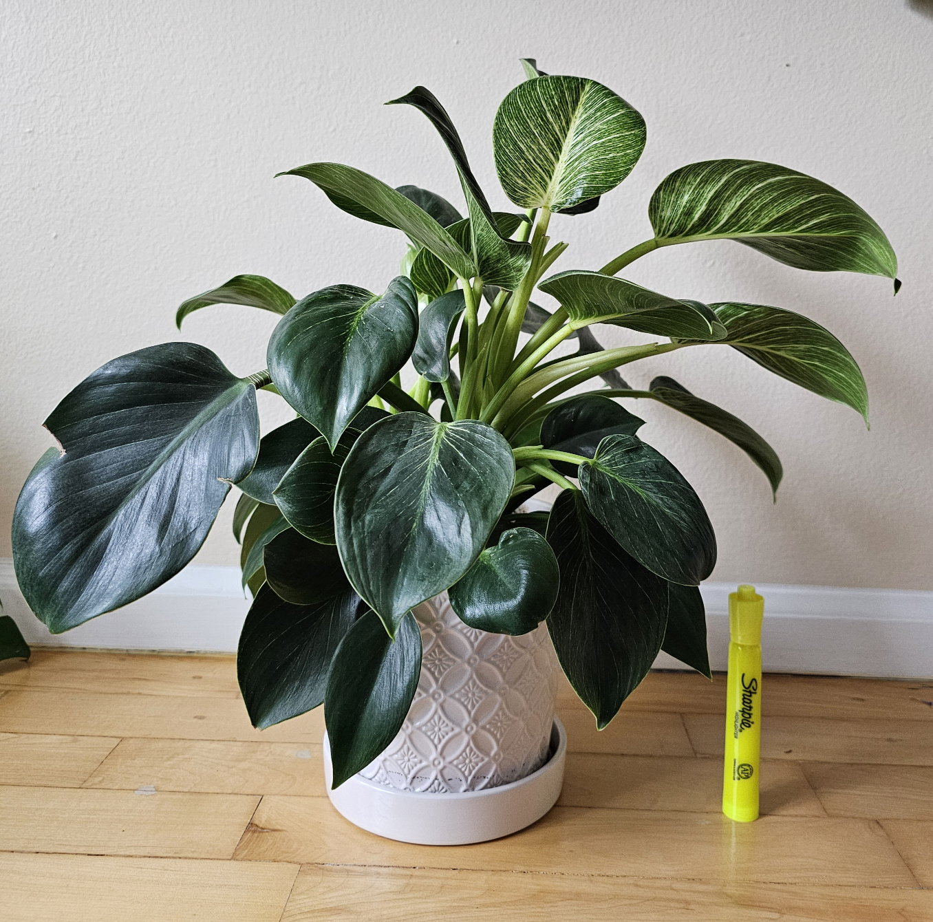 Healthy Philodendron Birkin