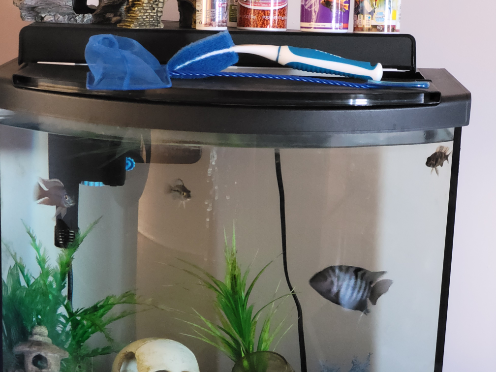 29 gallon bowfront Aquarium with Stand