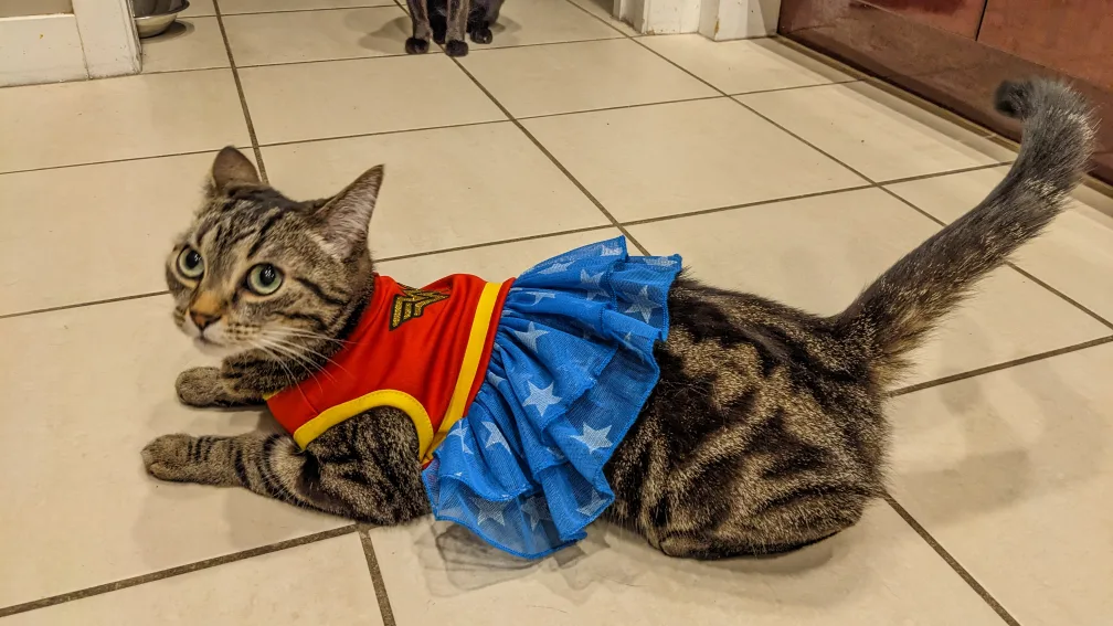 small pet wonder woman costume 🧡 image indicator(3)