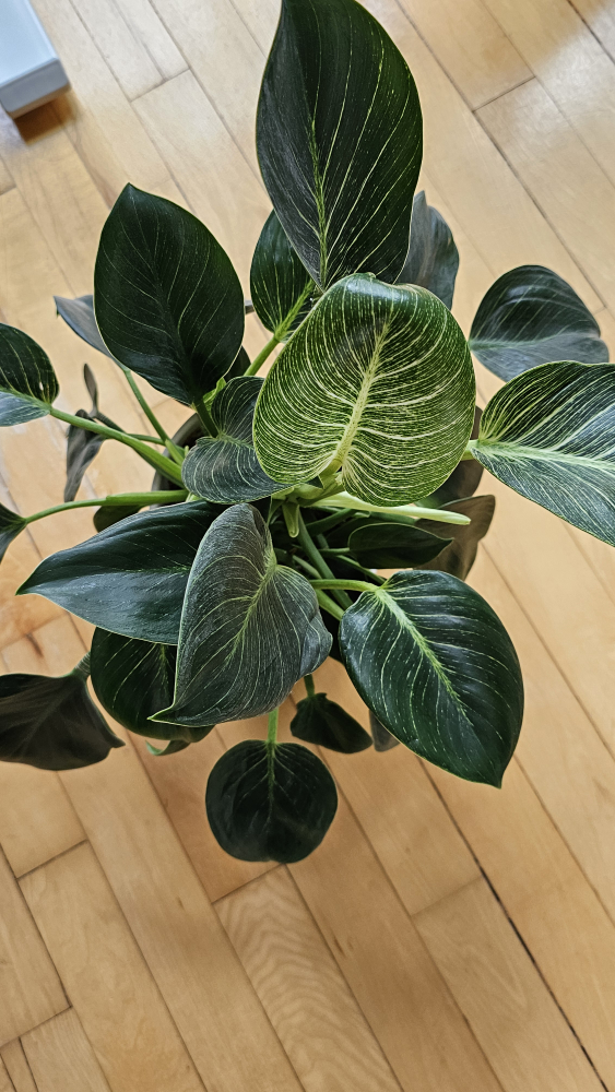 Healthy Philodendron Birkin - photo 2