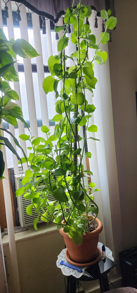 big oregano  plant