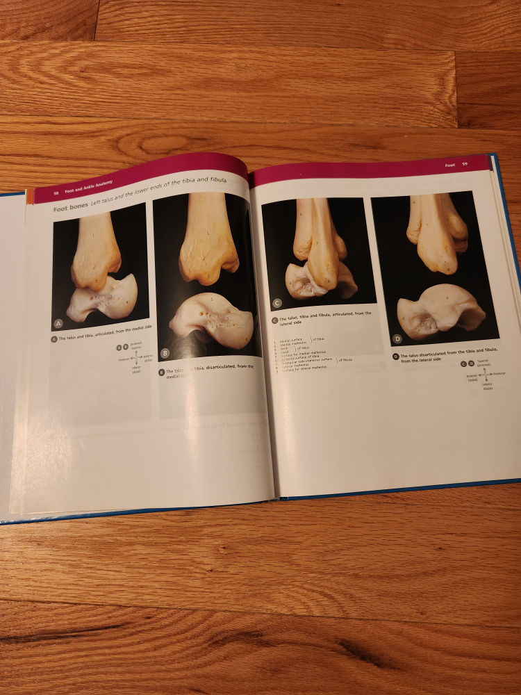 McMinn's Color Atlas of Foot & Ankle Anatomy, 4th Edition - photo 3