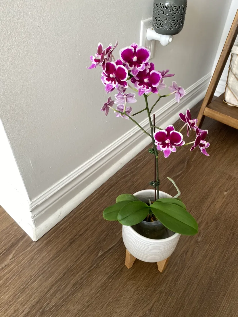 White Ceramic Planter with Wooden Stand image indicator(4)