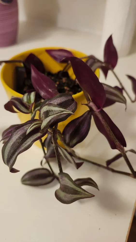 Wandering Jew Plant thumbnail