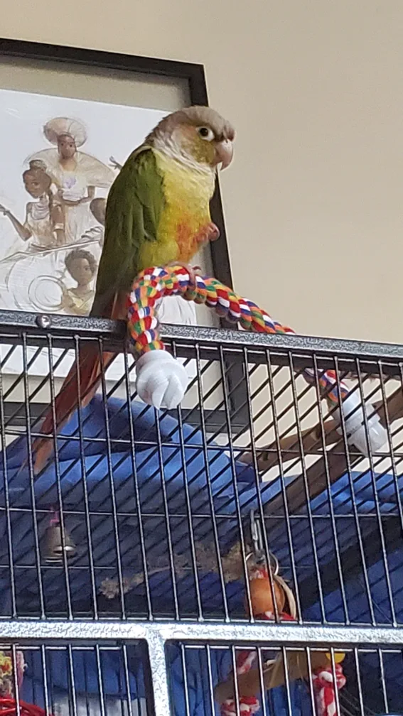 Cinnamon Conure - Bird greek cheek thumbnail
