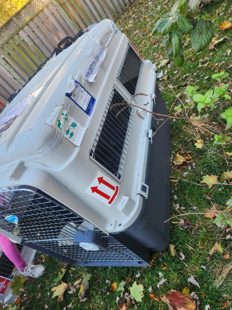 Pet Carrier - Kennel - Travel crate - photo 3