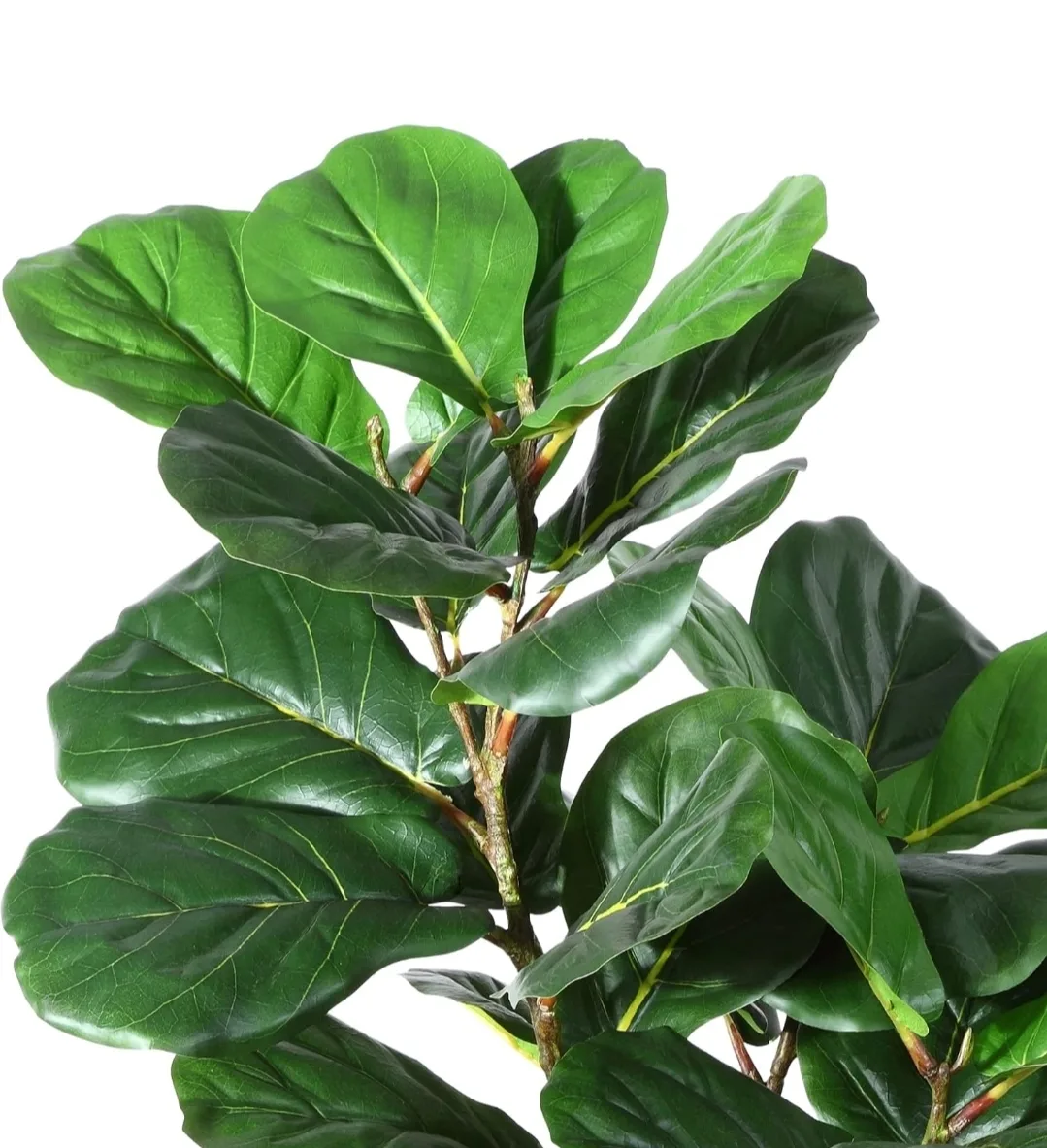 6Ft Artificial Fiddle Leaf Fig Tree in Basket image indicator(8)