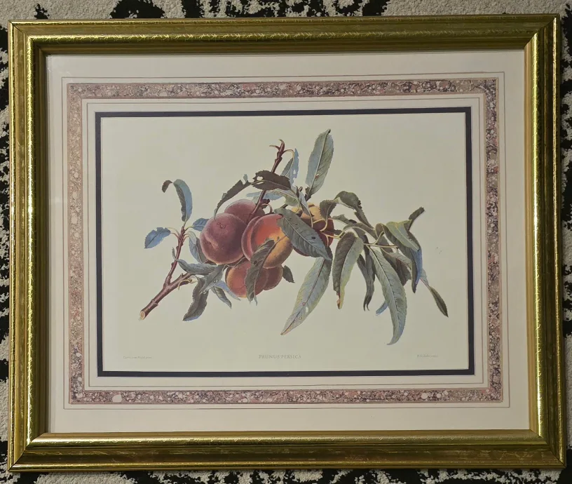 Rare Vintage Peach Print by Carlos Von Riefel image indicator(2)