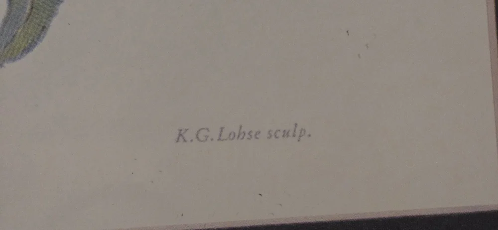 Rare Vintage Peach Print by Carlos Von Riefel image indicator(5)