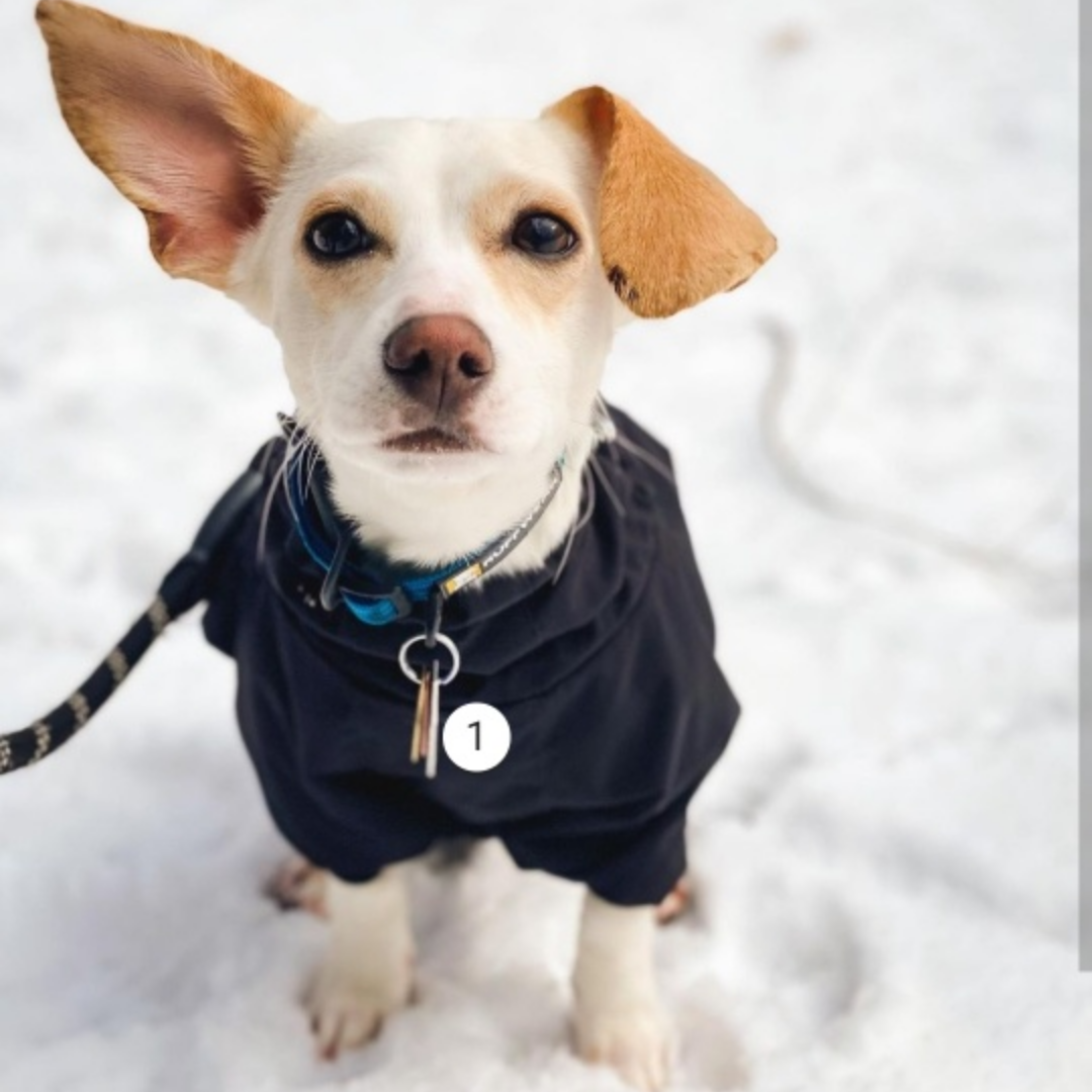 Dog Rain Suit. Canada Pooch - photo 5