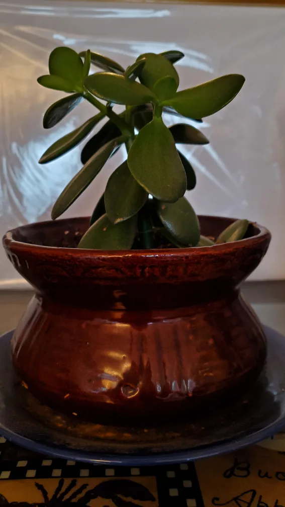 TRADE Jade Plant in Brown Pot 8 image indicator(2)
