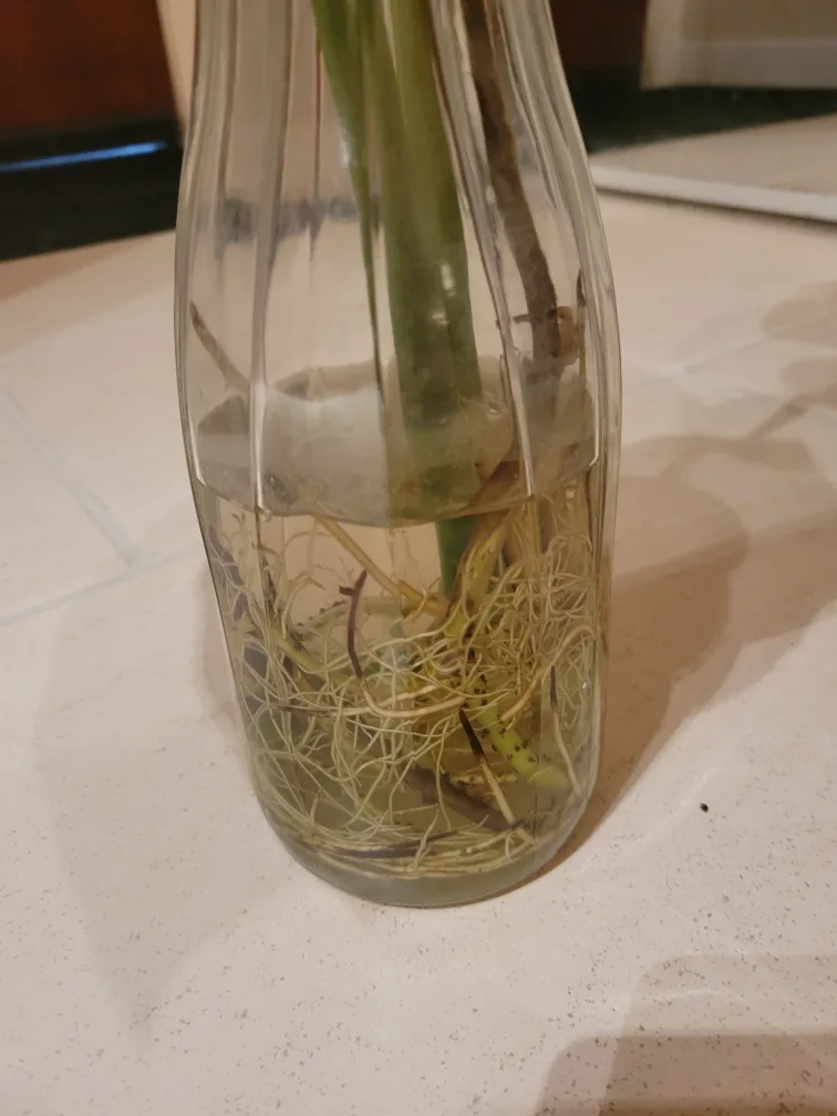 Monstera Cutting image indicator(2)