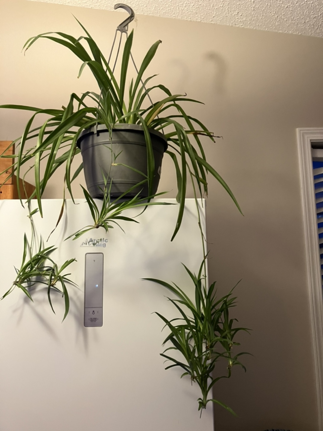 Spider Plant