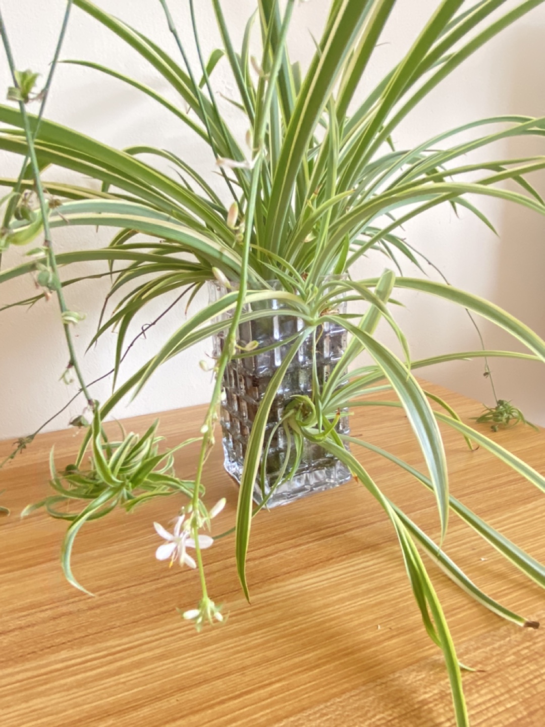 Lucky Spider Plant in Glass Vase