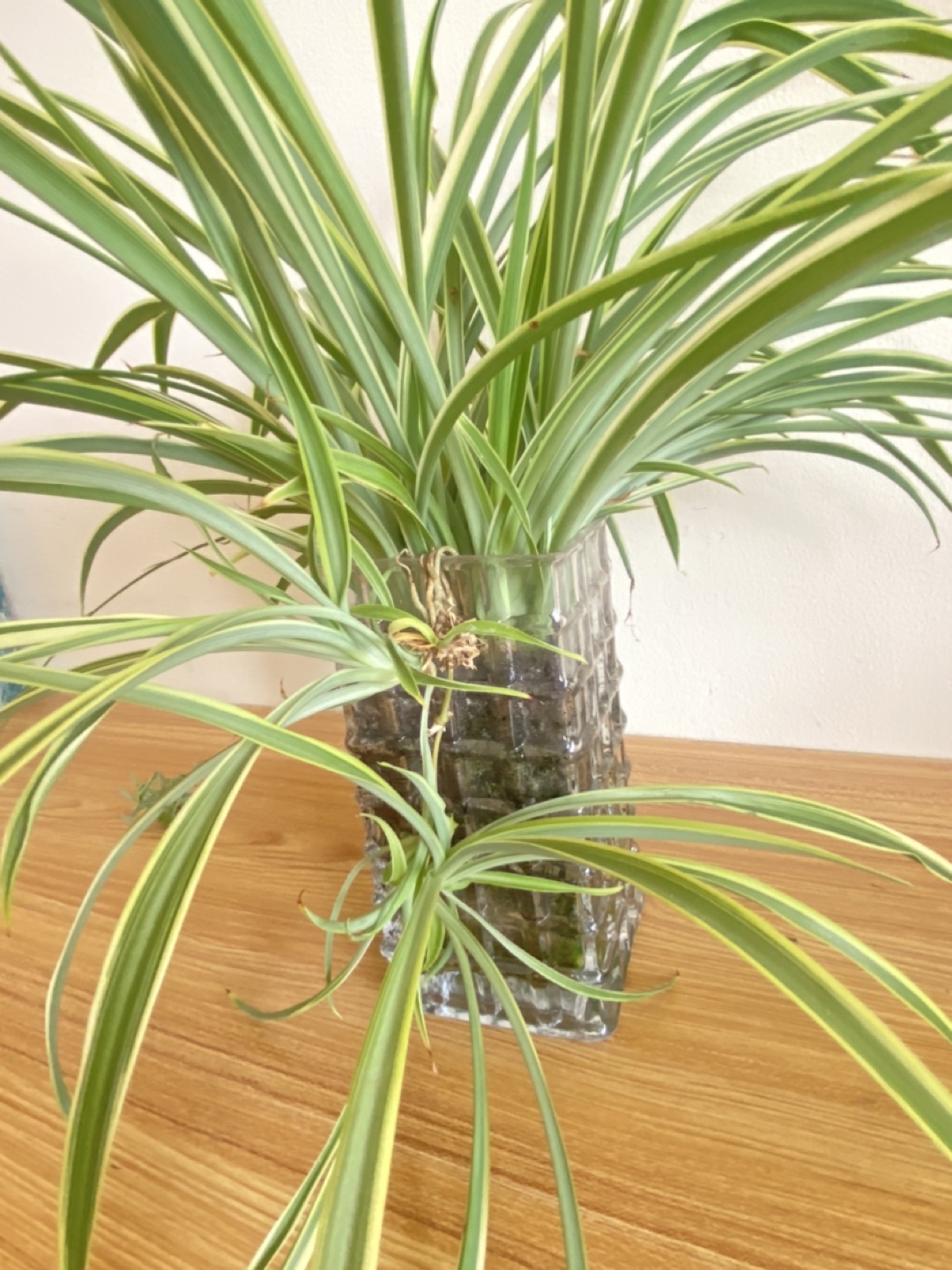 Lucky Spider Plant in Glass Vase - photo 3