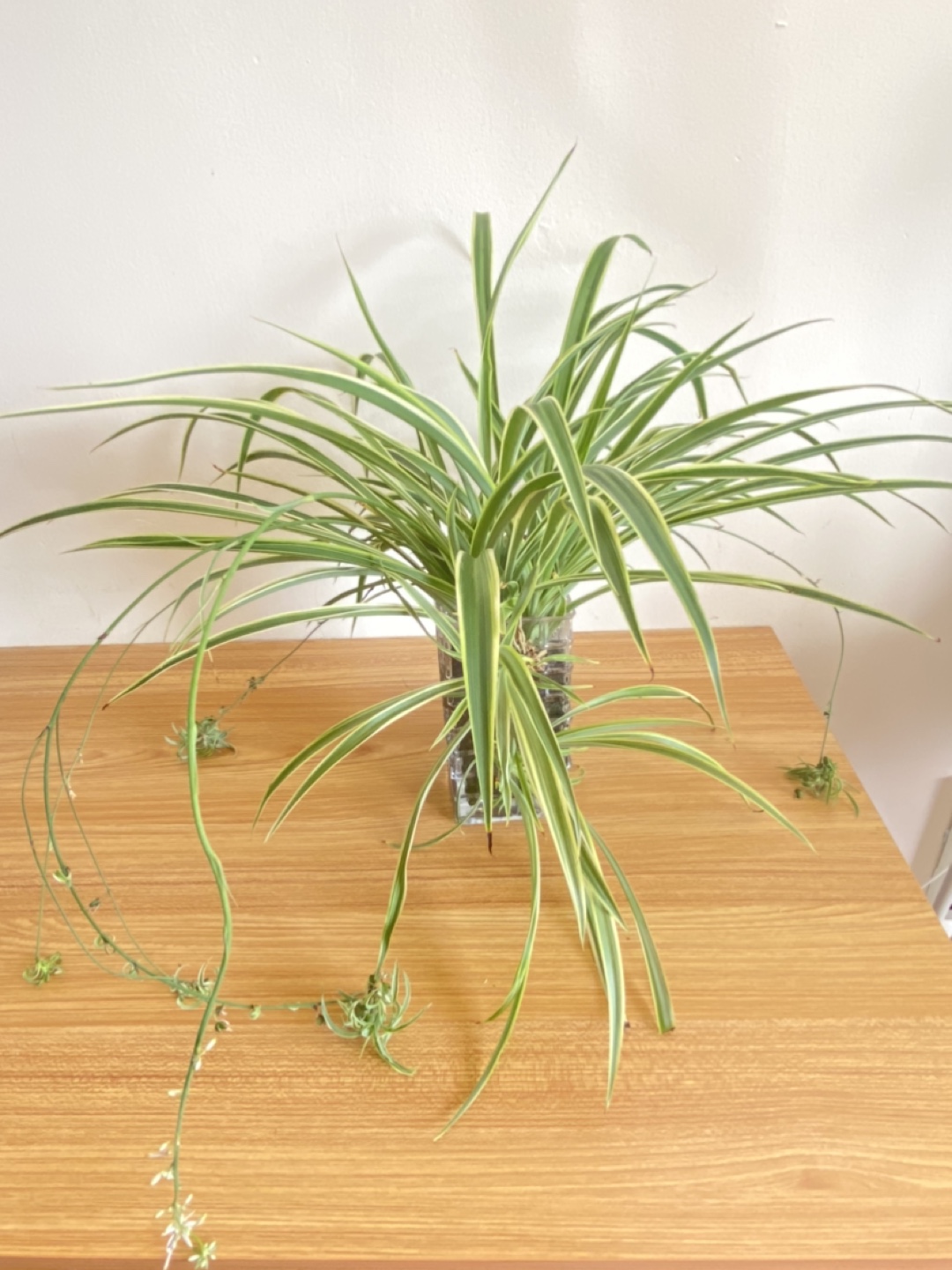 Lucky Spider Plant in Glass Vase - photo 2