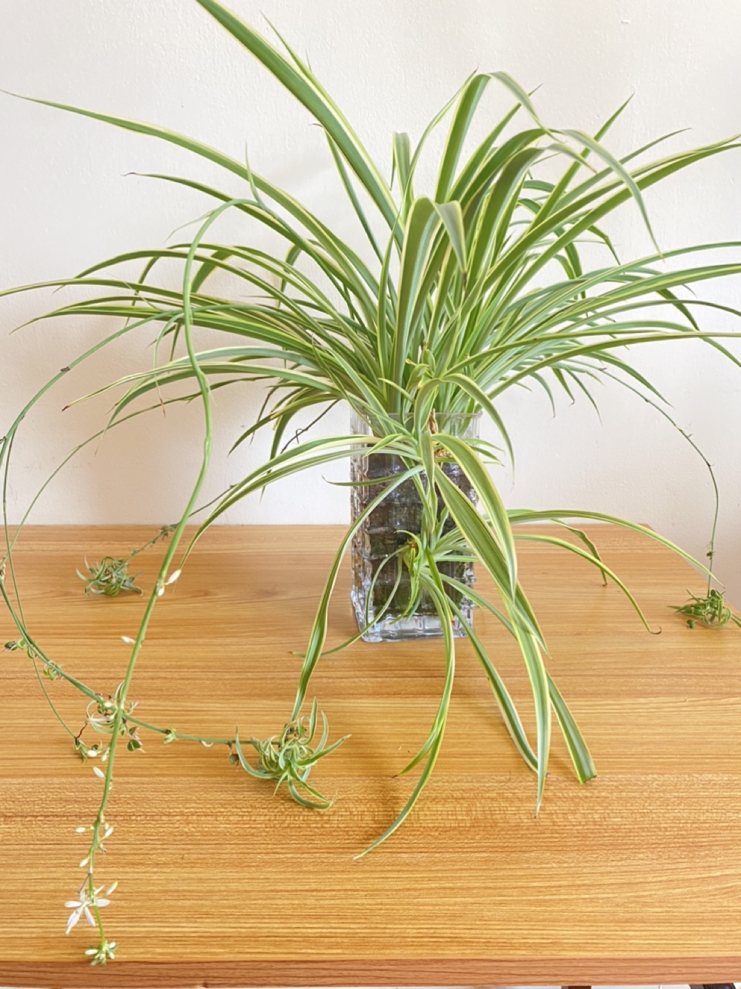Lucky Spider Plant in Glass Vase - photo 4