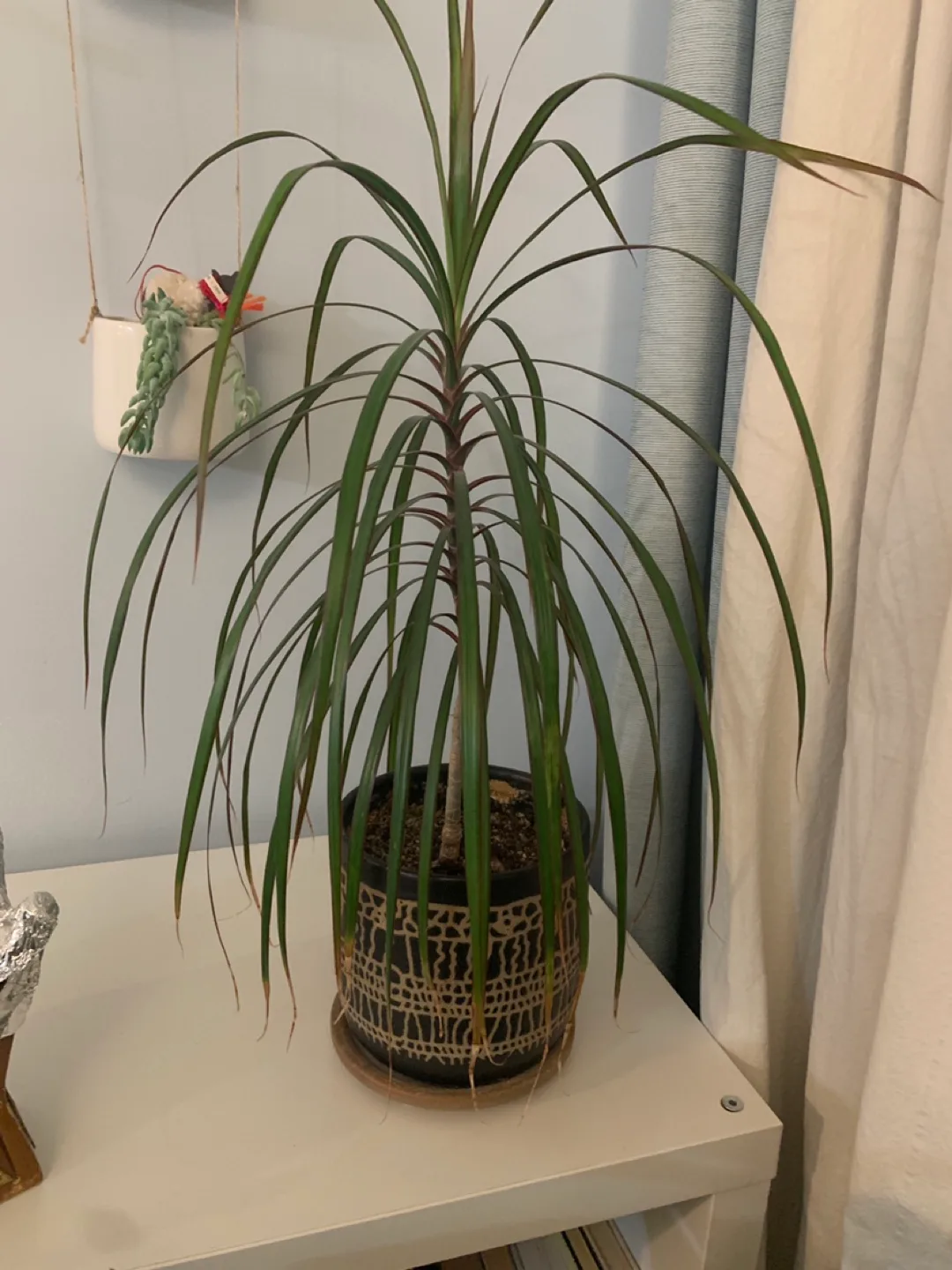 Dracaena Marginata Plant thumbnail