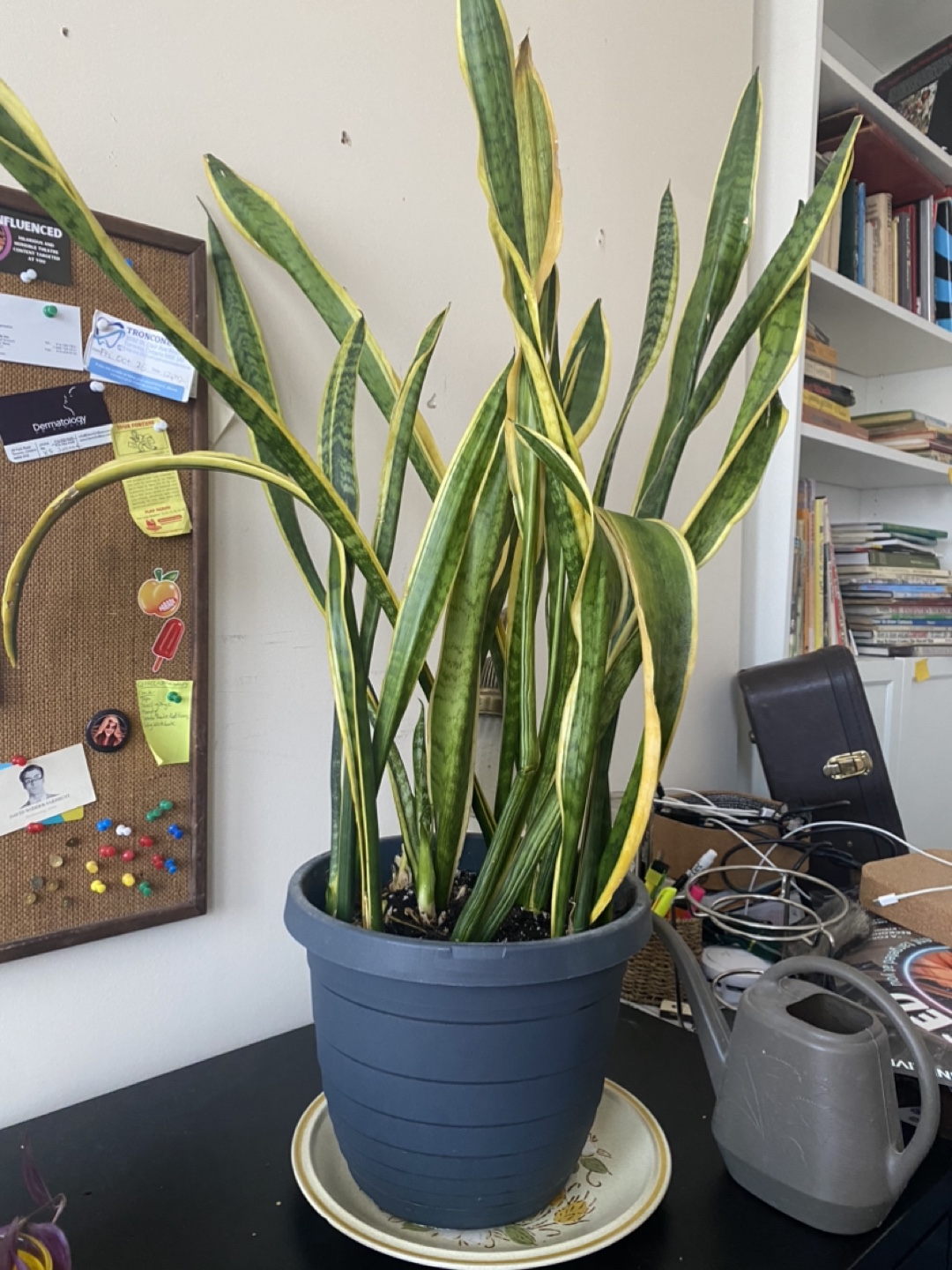 Large Snake Plant in Pot