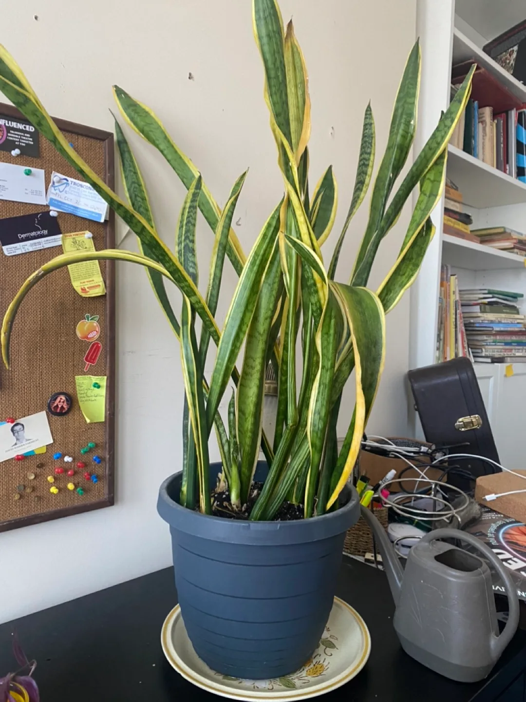 Large Snake Plant in Pot thumbnail