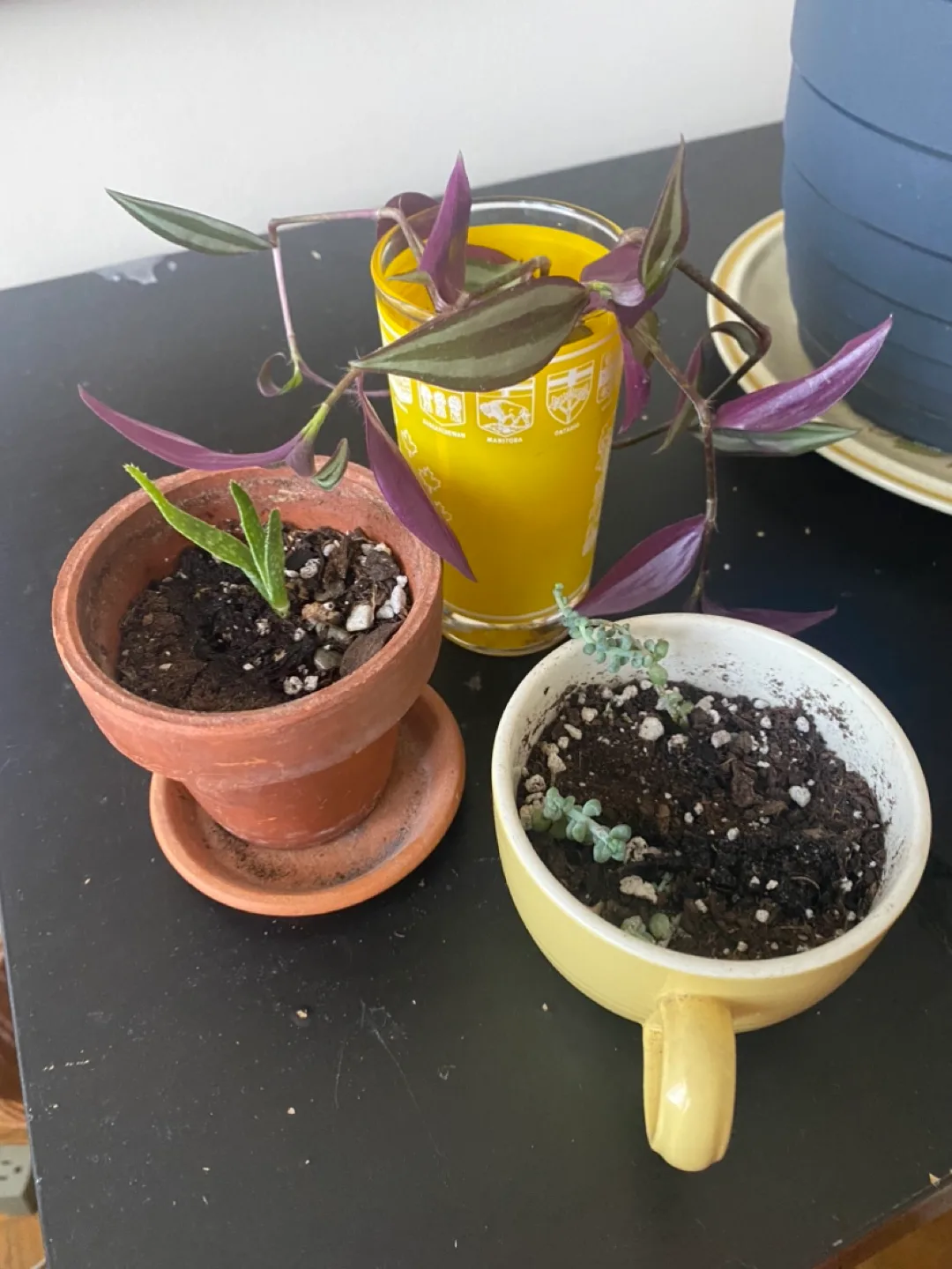 Three baby plants/cuttings thumbnail