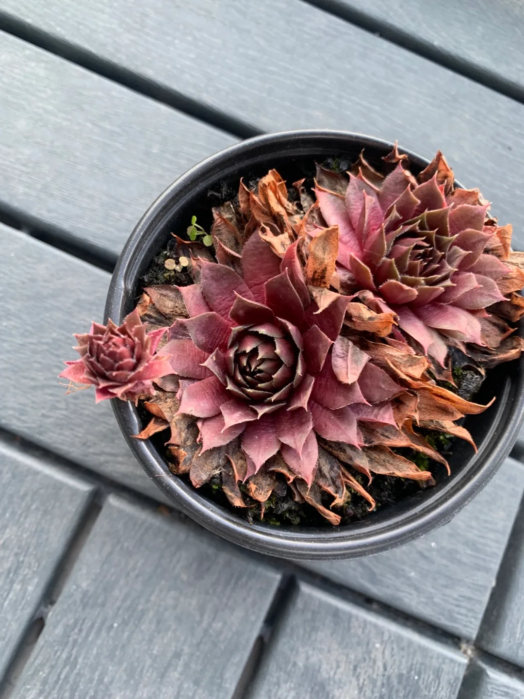 Succulents in Pot thumbnail