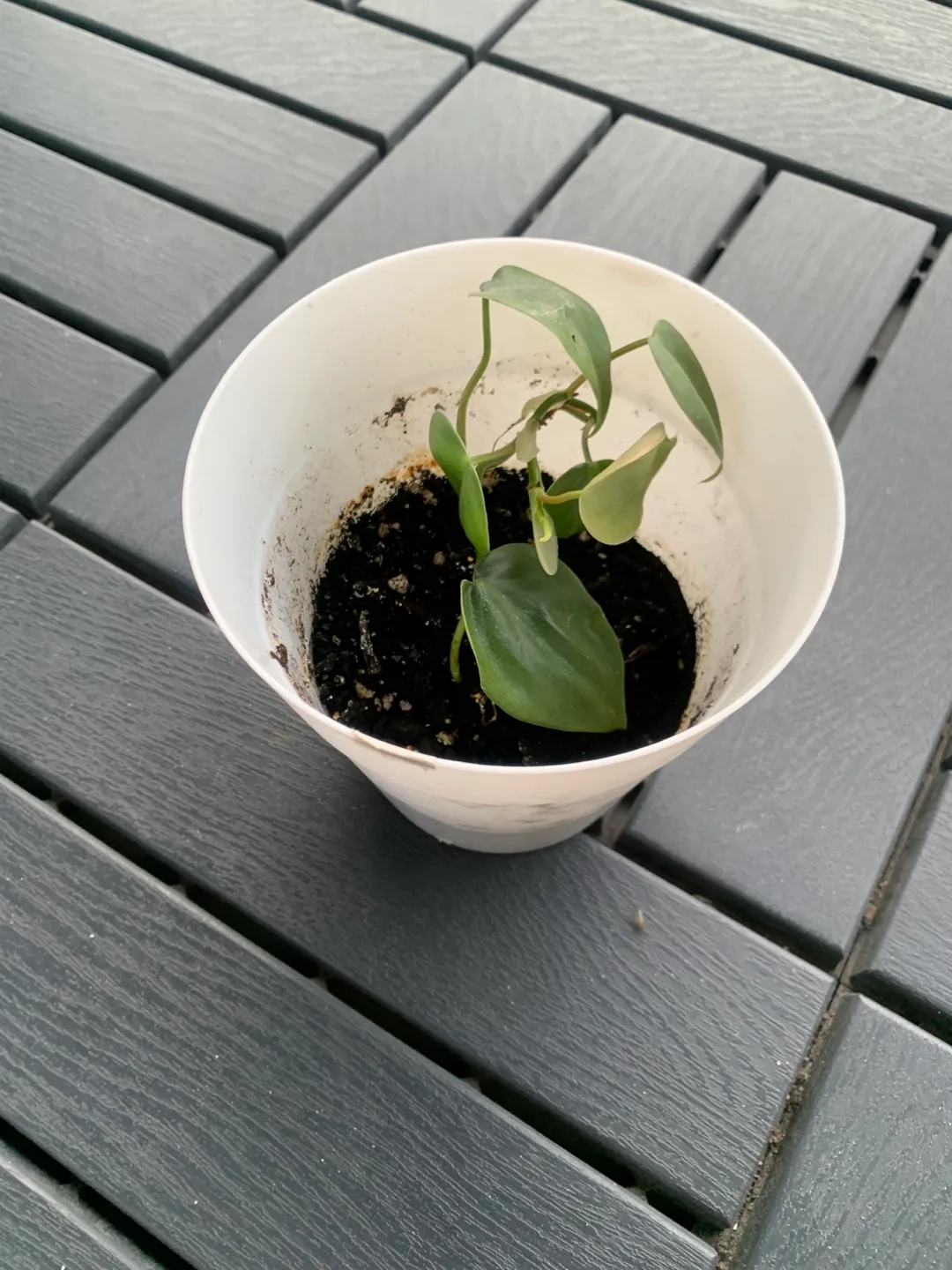 baby plant in a white pot thumbnail