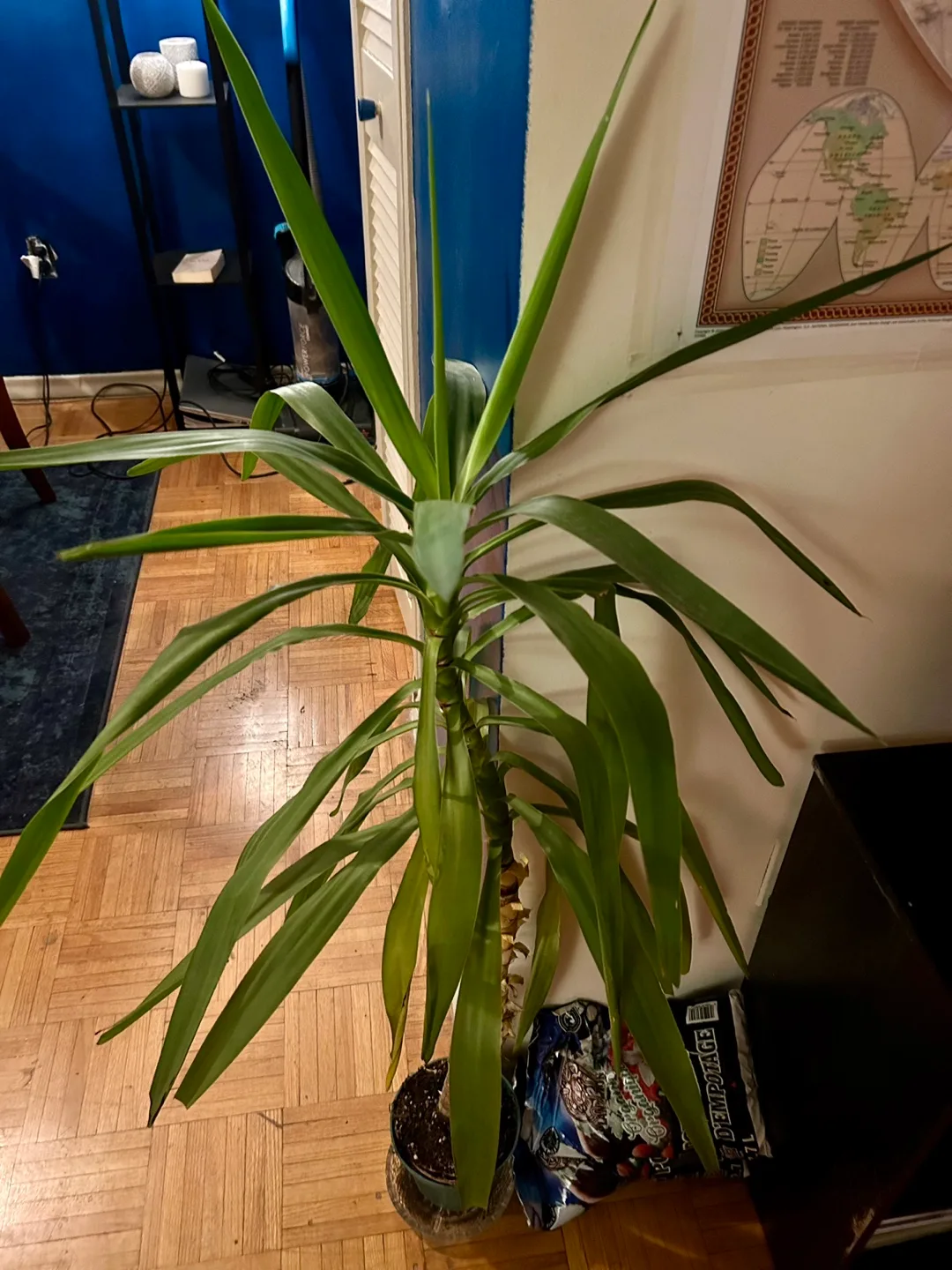 Large Yucca Plant thumbnail