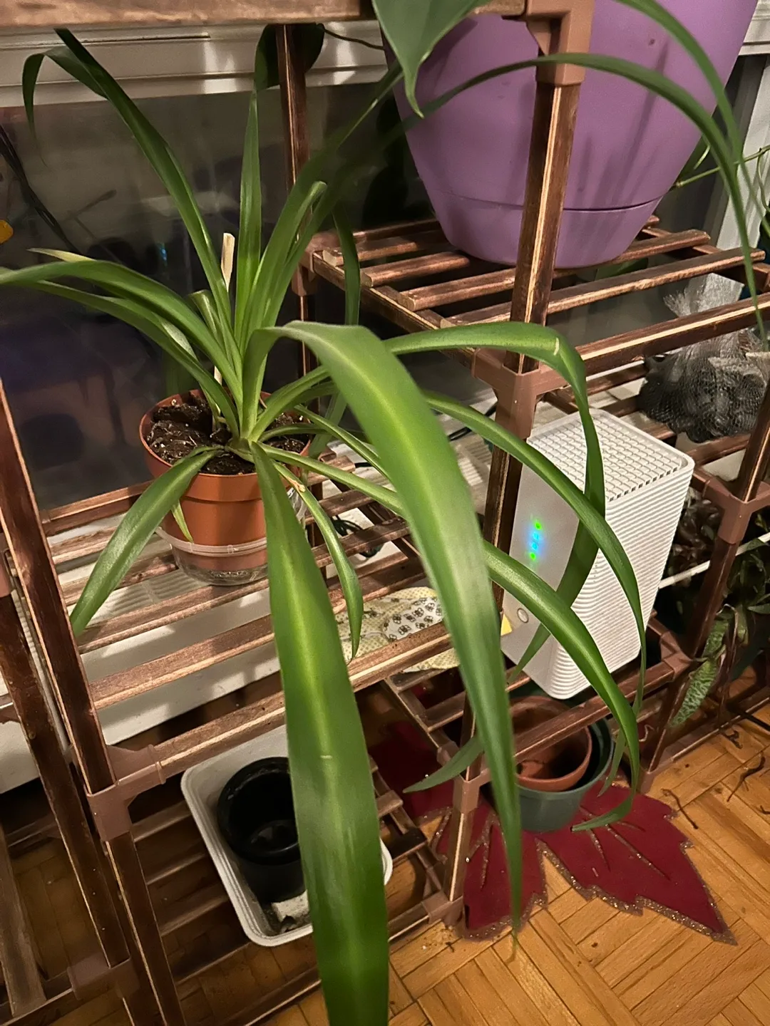 Large Spider Plant thumbnail