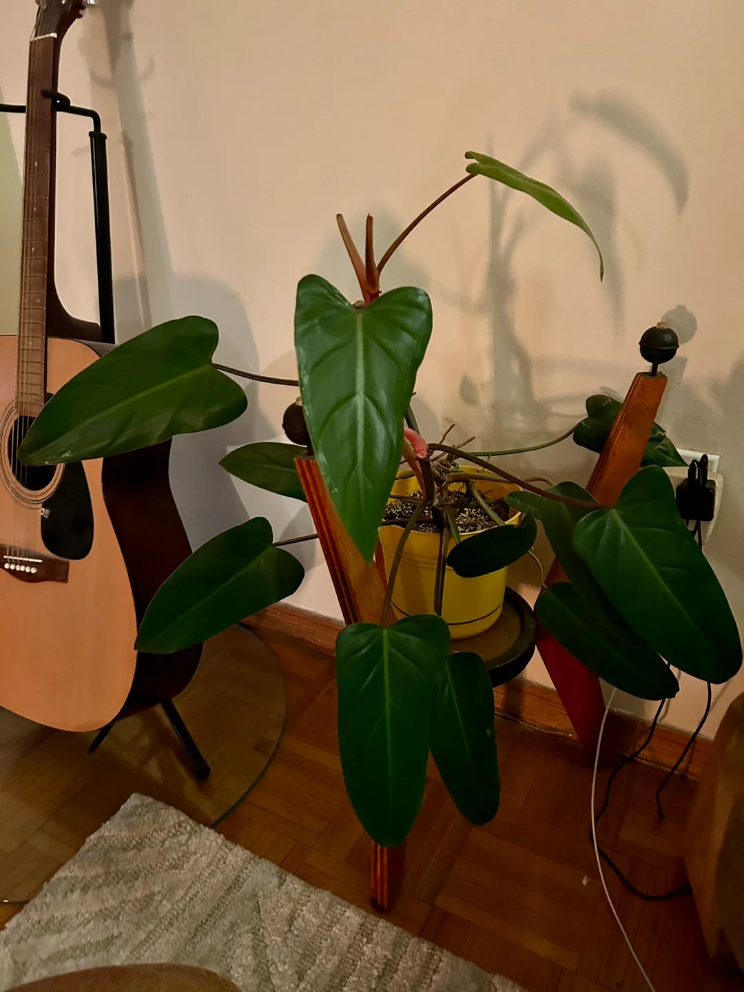 Home plant - MAKE OFFER thumbnail