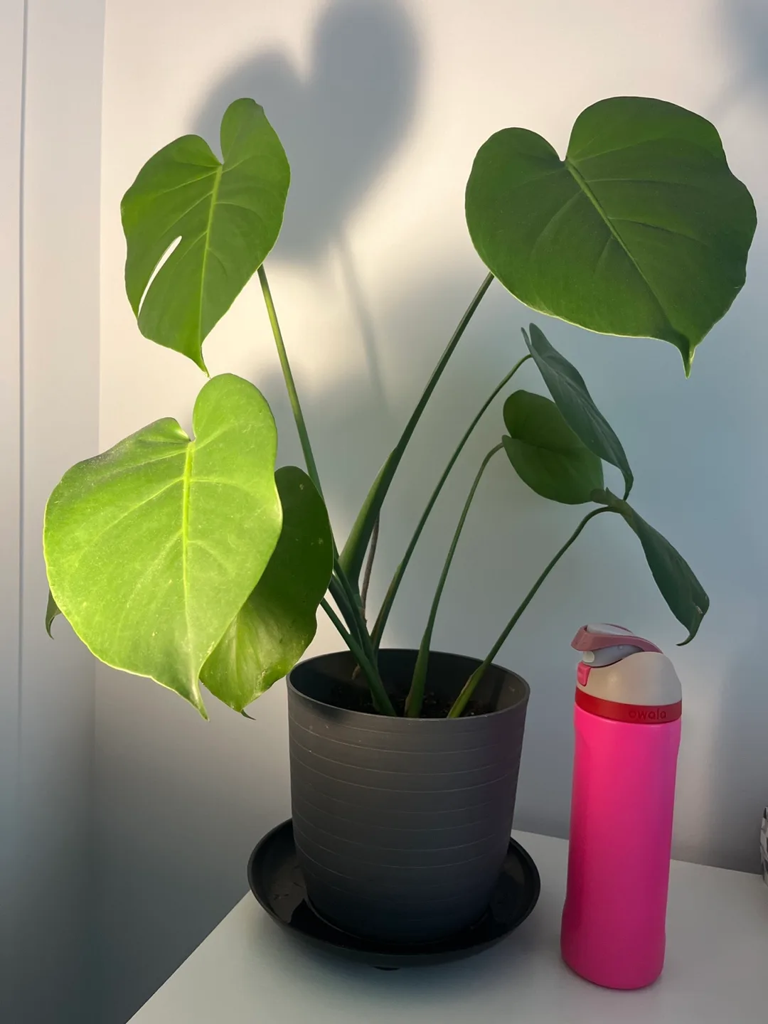 Monstera Deliciosa Plant 🌿 image indicator(2)