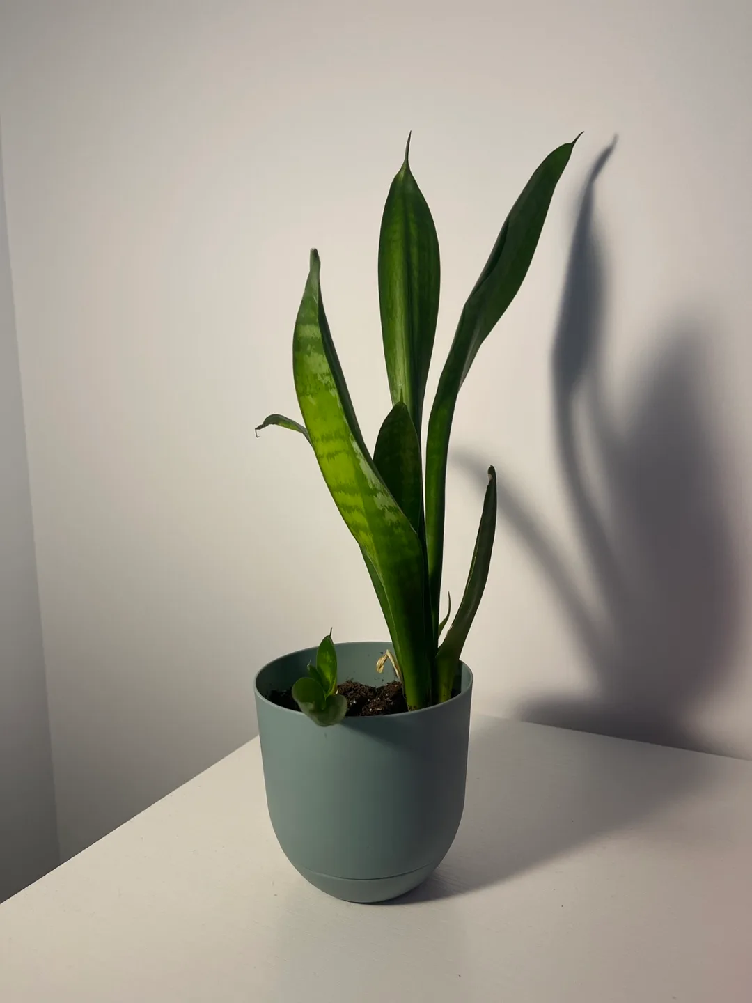 Small Snake Plant 🌱 image indicator(2)