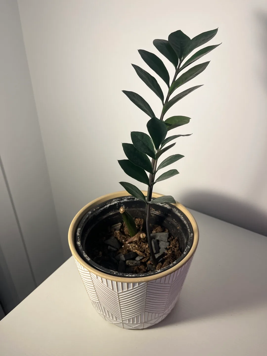 Small ZZ Plant 🌱 image indicator(2)