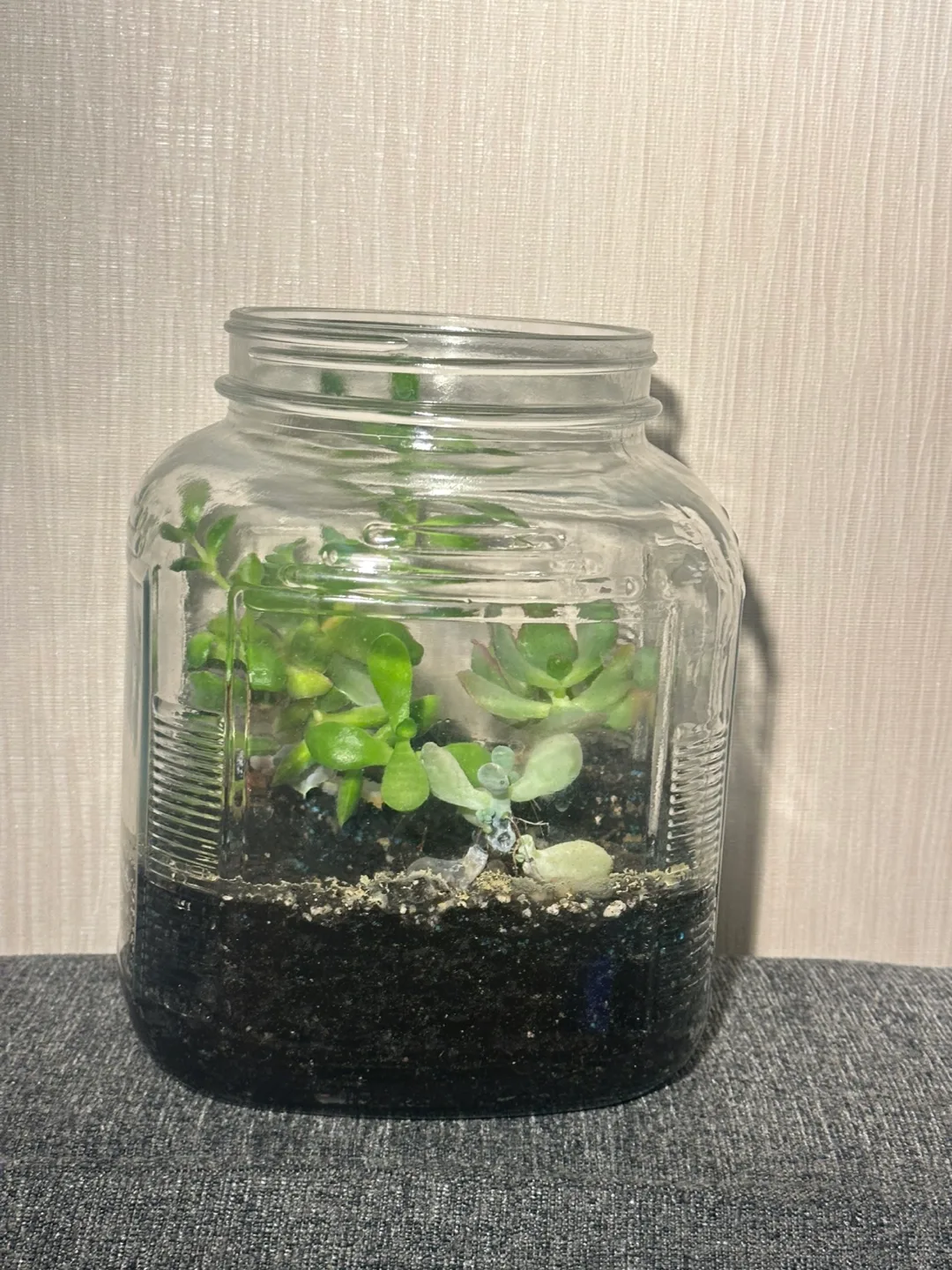 Happy Succulent Terrarium in a glass jar: open to offers! image indicator(2)