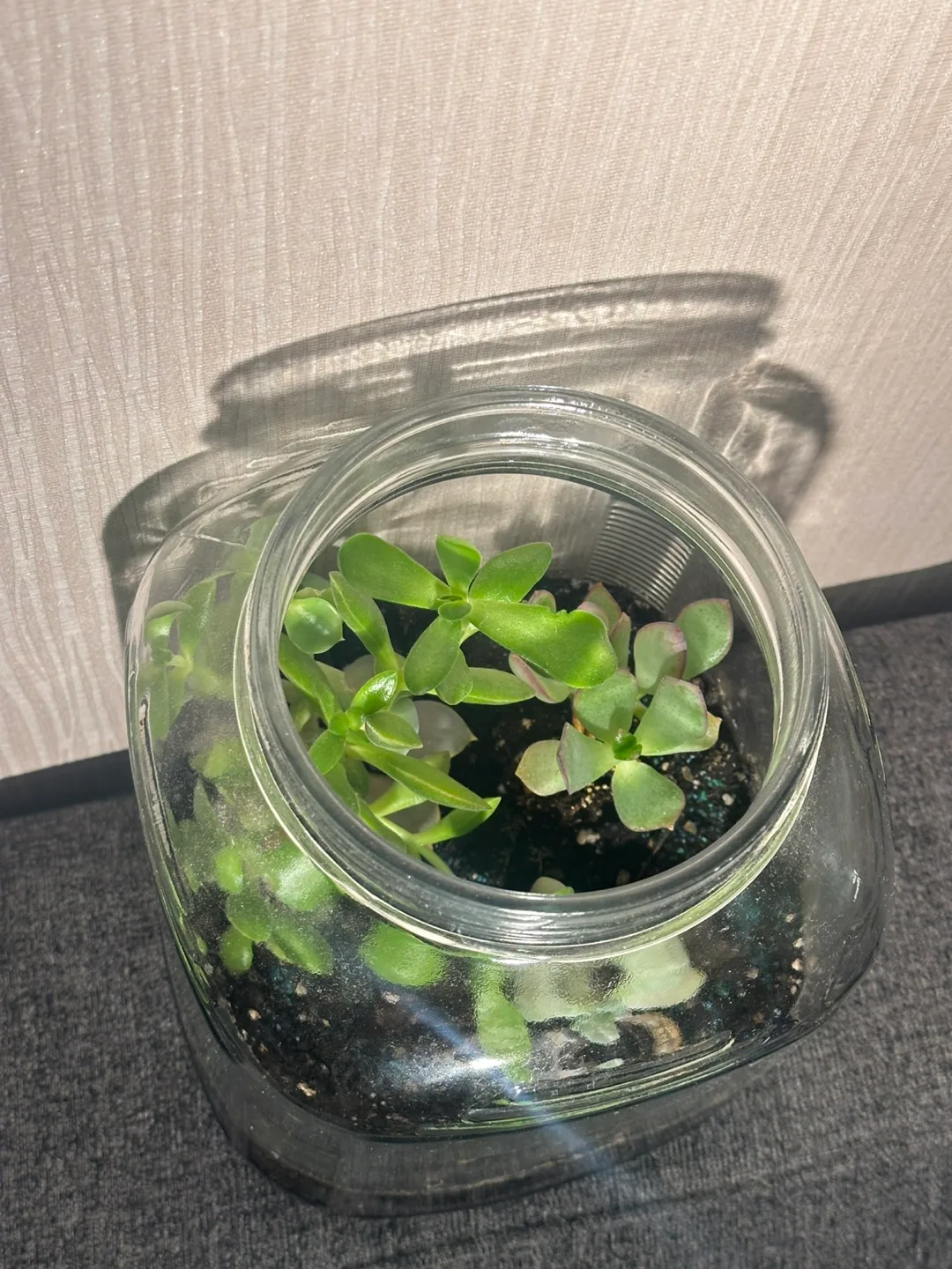 Happy Succulent Terrarium in a glass jar: open to offers! image indicator(3)