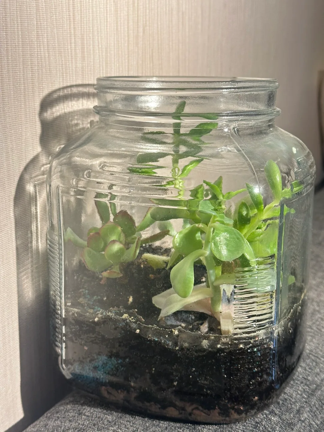 Happy Succulent Terrarium in a glass jar: open to offers! image indicator(4)