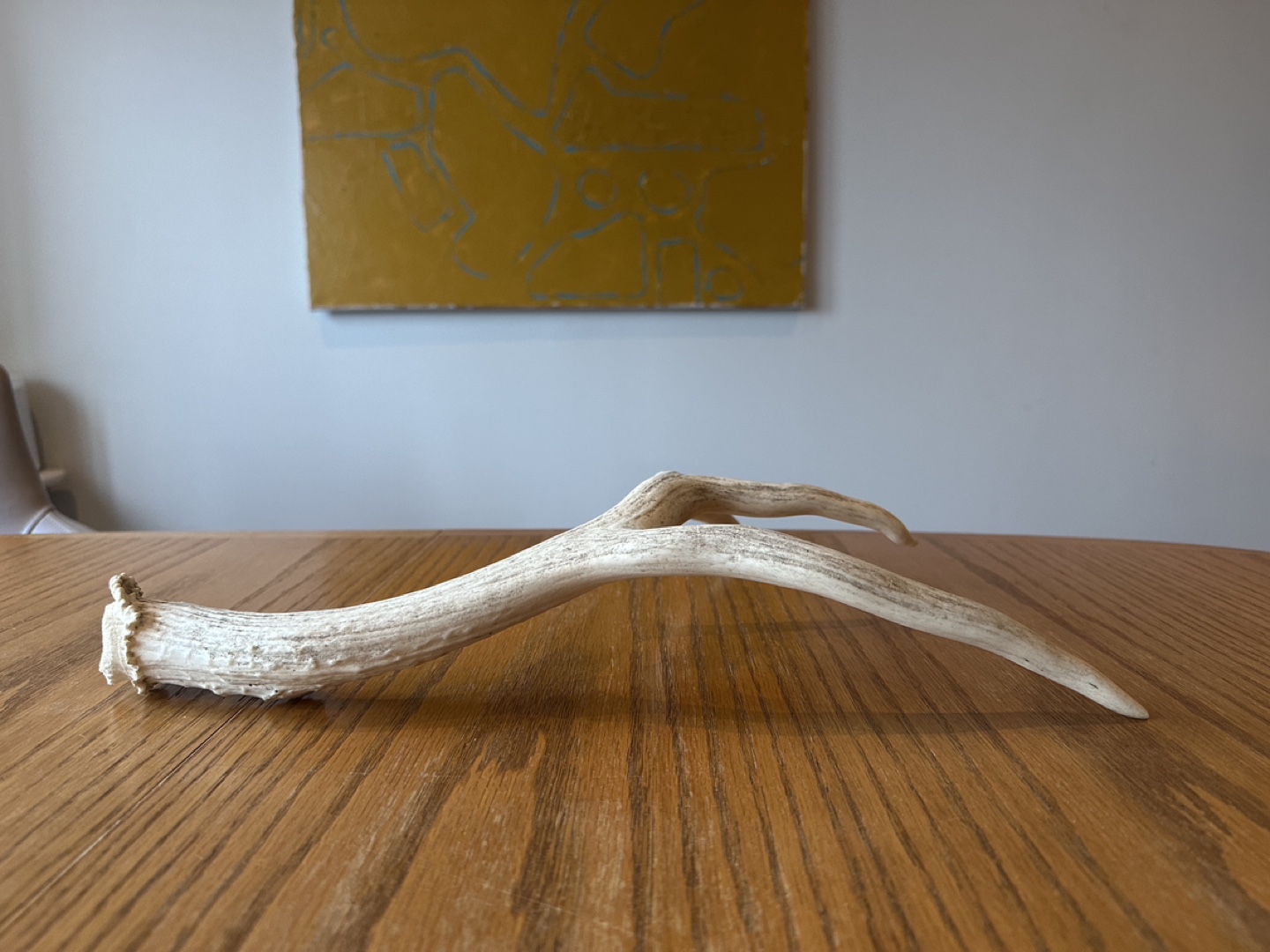 Whitetail Deer Antler - photo 3