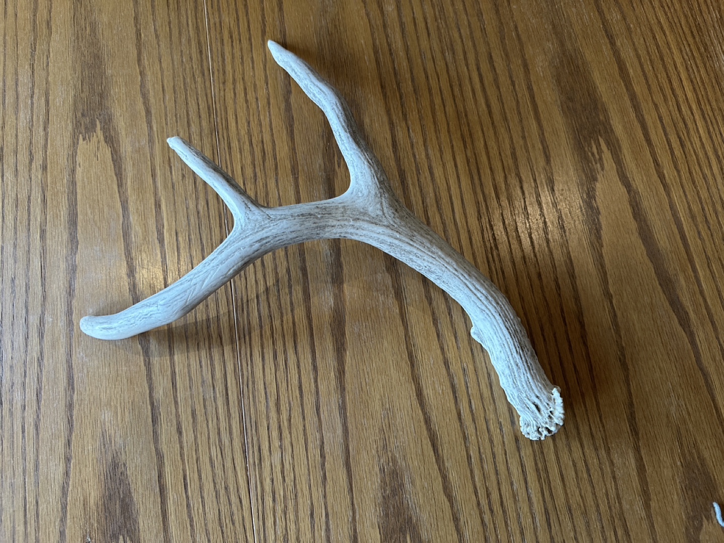 Whitetail Deer Antler