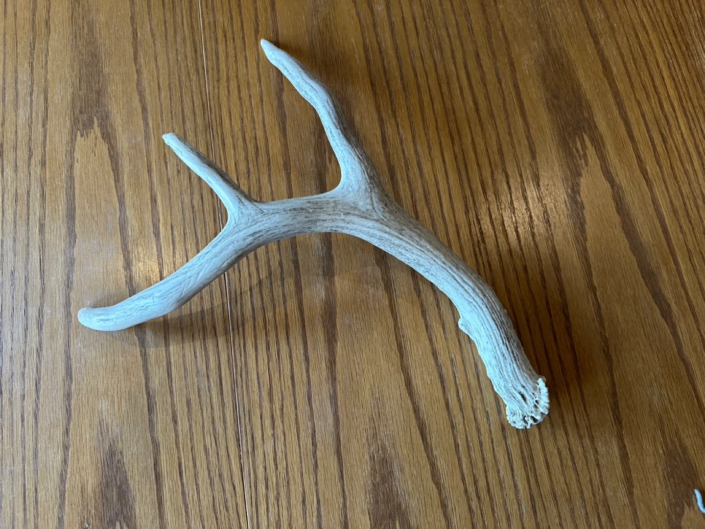 Whitetail Deer Antler thumbnail