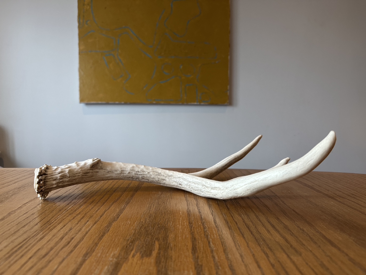 Whitetail Deer Antler - photo 2