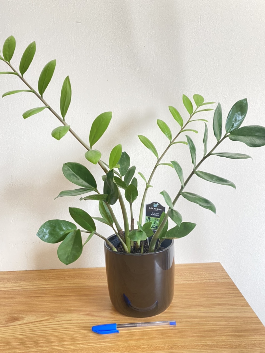 Lucky Colasanti Indoor Plant