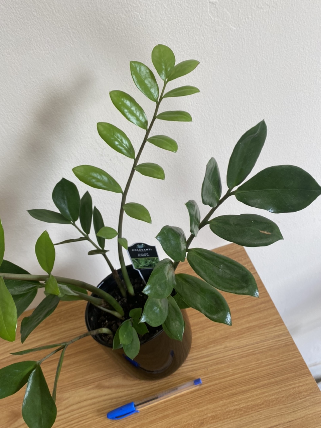 Lucky Colasanti Indoor Plant - photo 5