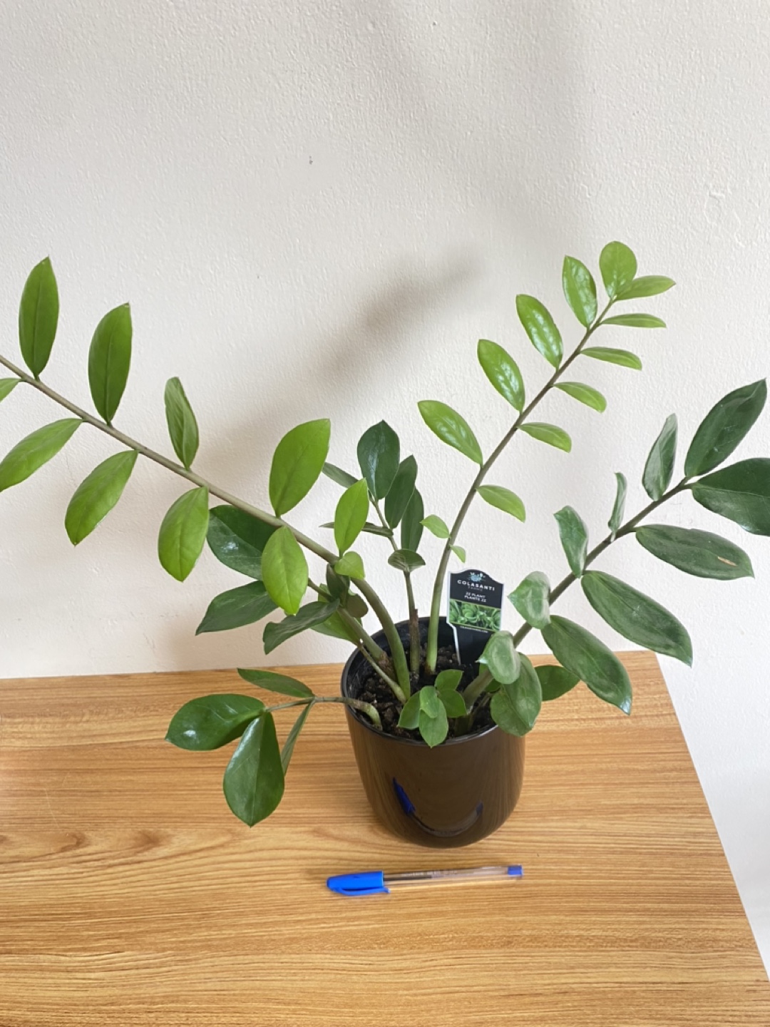 Lucky Colasanti Indoor Plant - photo 2