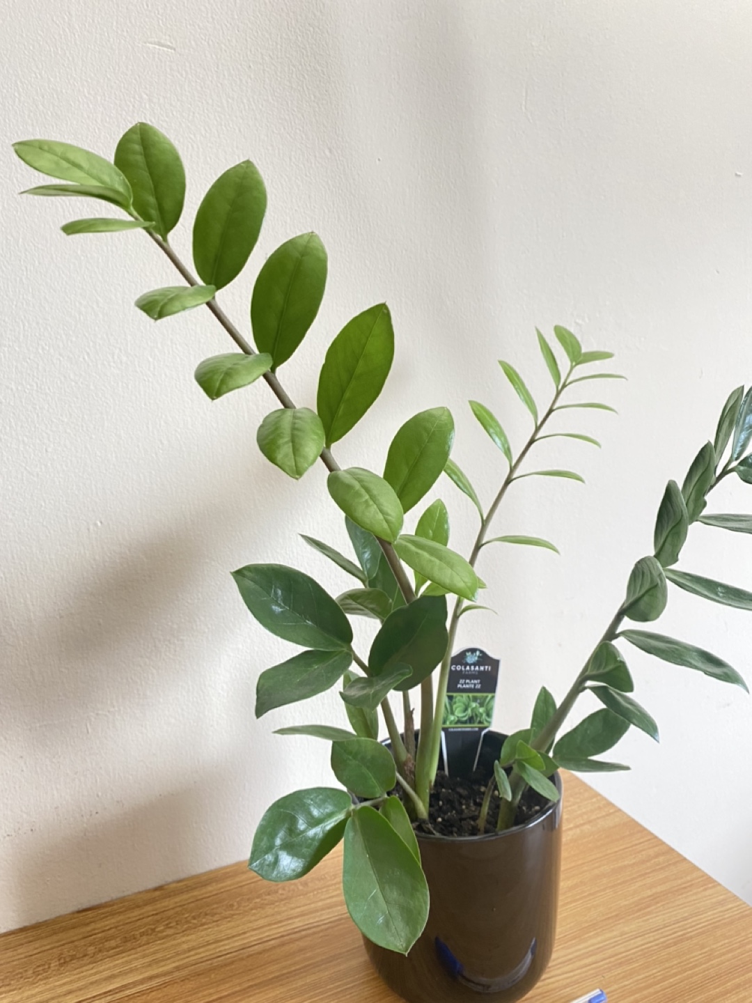 Lucky Colasanti Indoor Plant - photo 4