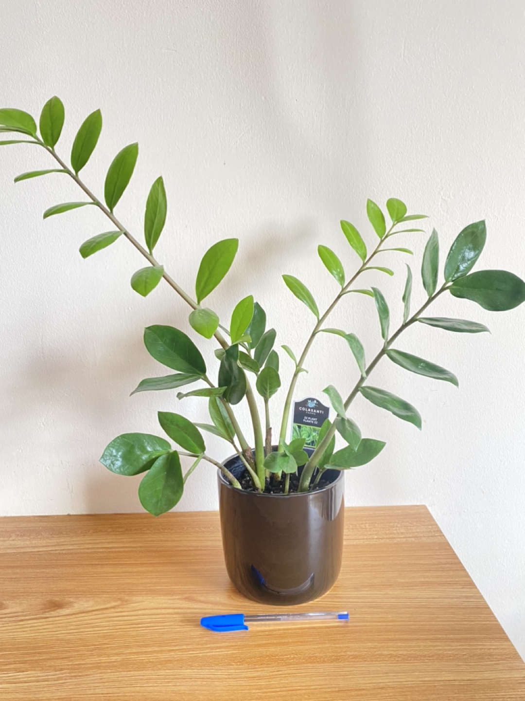 Lucky Colasanti Indoor Plant - photo 3