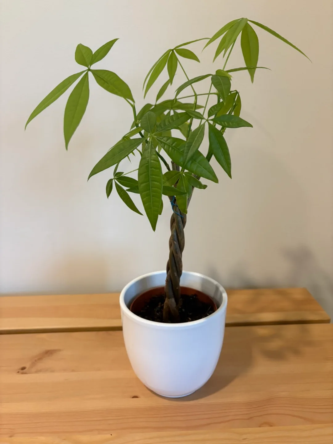 Mallory the Money Plant thumbnail
