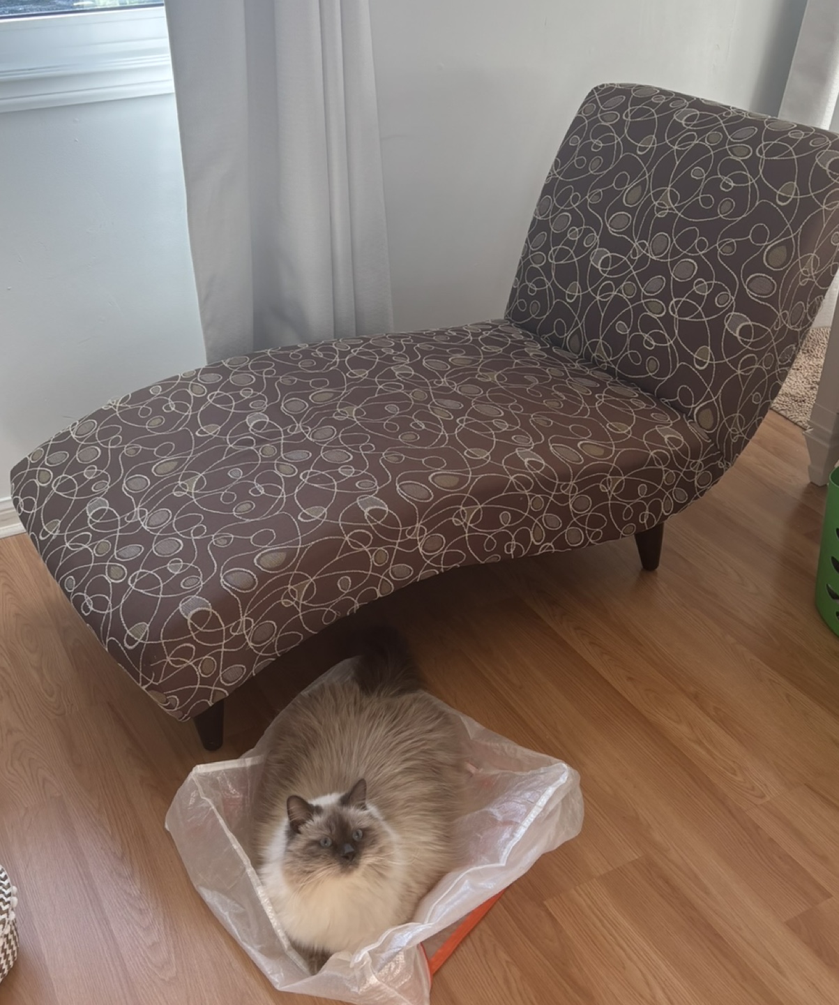 Purple chaise lounge (cat not included)