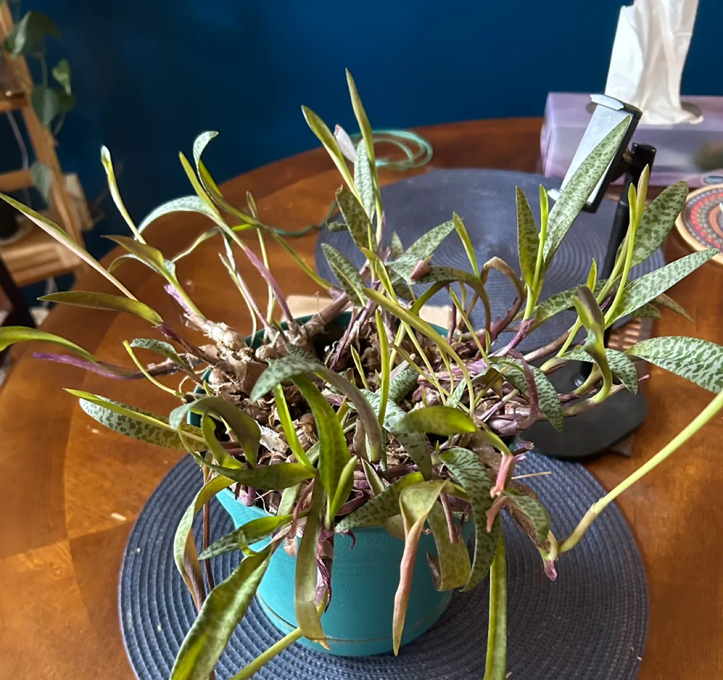 Indoor/outdoor Plant image indicator(2)